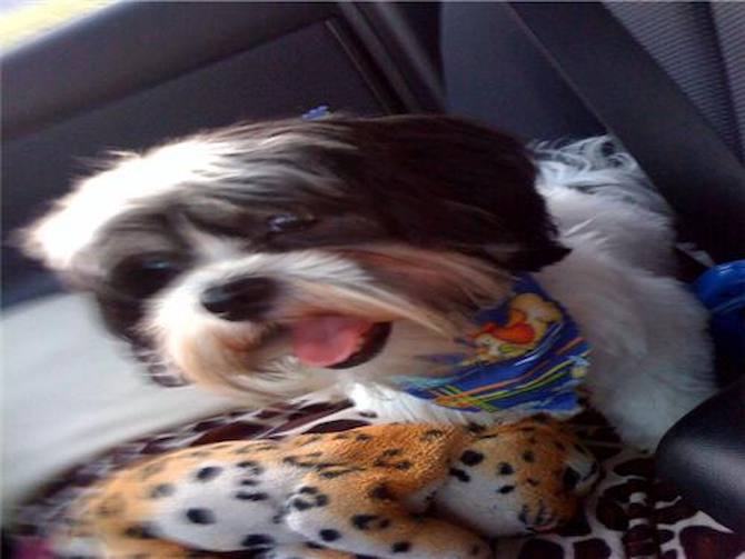 Mickey ( Was Ricky ) - Havanese Puppy For Sale Premier Pups Mickey ( Was Ricky ) - Havanese Puppy For Sale Premier Pups