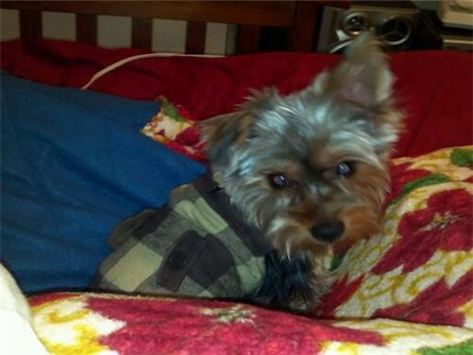 Henry - Yorkshire Terrier Puppy For Sale Premier Pups Henry - Yorkshire Terrier Puppy For Sale Premier Pups