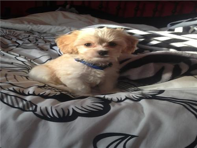 Reggie - Cavachon Puppy For Sale Premier Pups Reggie - Cavachon Puppy For Sale Premier Pups