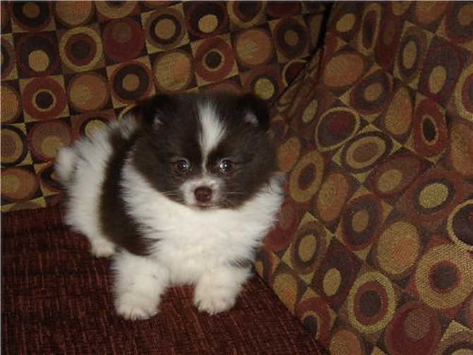 Coco - Pomeranian Puppy For Sale Premier Pups Coco - Pomeranian Puppy For Sale Premier Pups