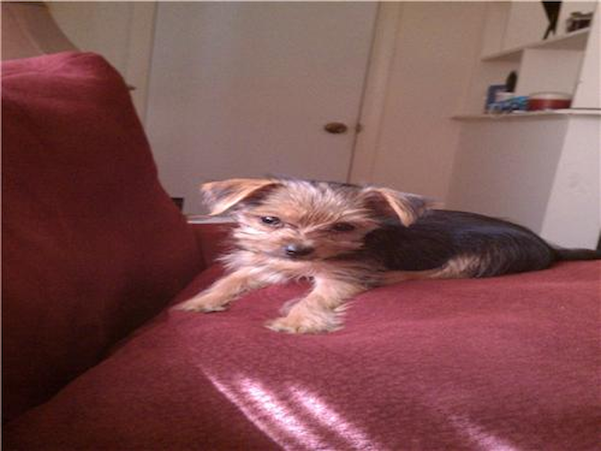 Bam Bam - Yorkshire Terrier Puppy For Sale Premier Pups Bam Bam - Yorkshire Terrier Puppy For Sale Premier Pups