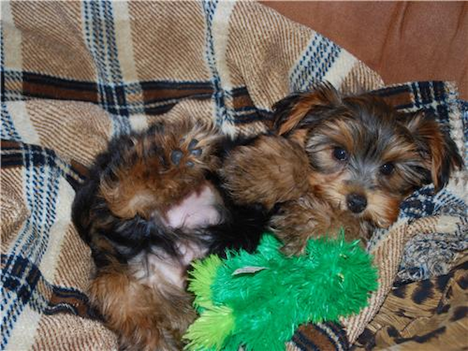 Joey - Yorkshire Terrier Puppy For Sale Premier Pups Joey - Yorkshire Terrier Puppy For Sale Premier Pups