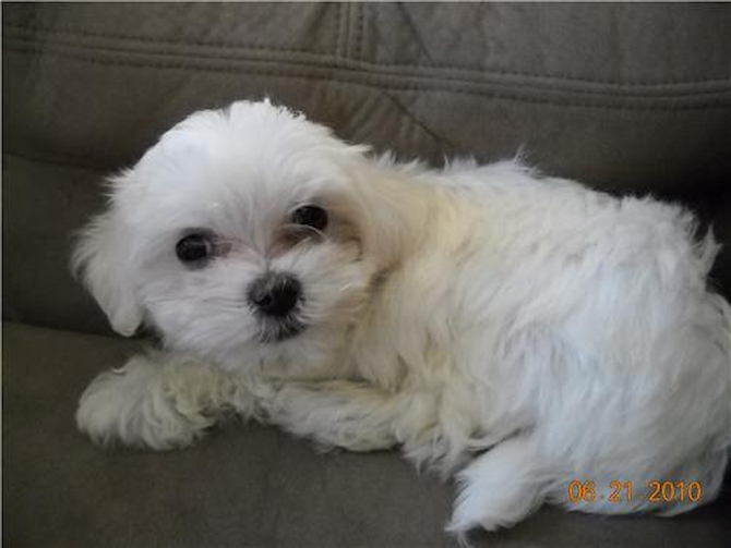Cabo - Maltese Puppy For Sale Premier Pups Cabo - Maltese Puppy For Sale Premier Pups