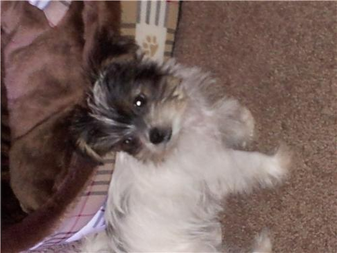 Bella - Morkie Puppy For Sale Premier Pups Bella - Morkie Puppy For Sale Premier Pups