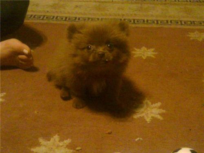 ZEUS - Pomeranian Puppy For Sale Premier Pups ZEUS - Pomeranian Puppy For Sale Premier Pups