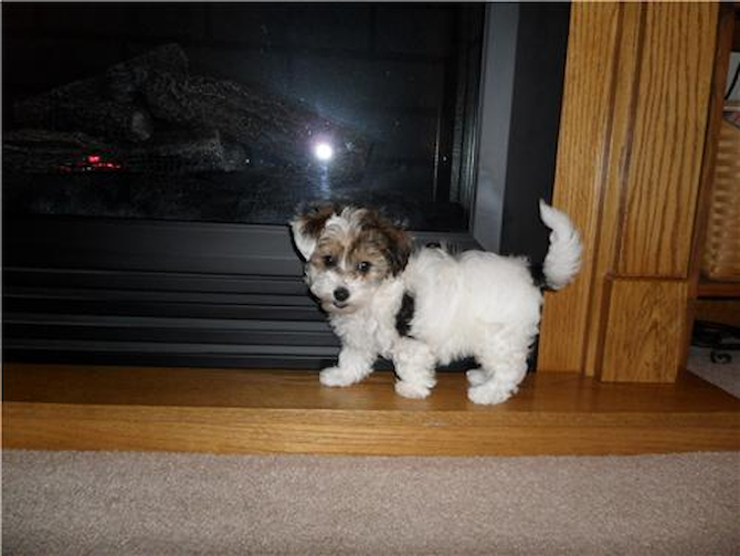 Baylee Ann (Formerly known as Tara) - Morkie Puppy For Sale Premier Pups Baylee Ann (Formerly known as Tara) - Morkie Puppy For Sale Premier Pups