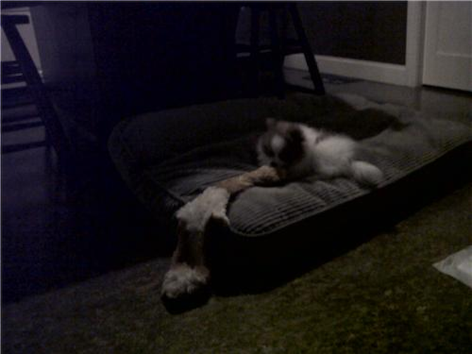 Amanda / Layla - Pomeranian Puppy For Sale Premier Pups Amanda / Layla - Pomeranian Puppy For Sale Premier Pups