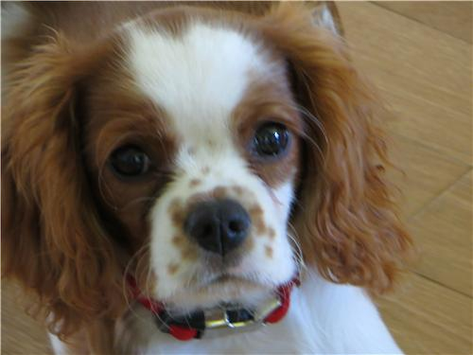 William - Cavalier King Charles Spaniel Puppy For Sale Premier Pups William - Cavalier King Charles Spaniel Puppy For Sale Premier Pups