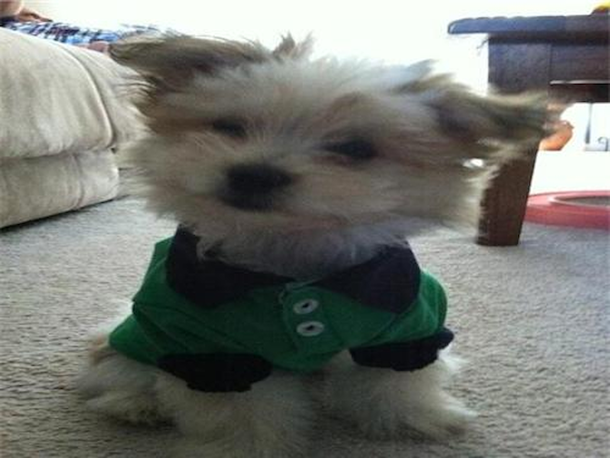 Buttons - Maltipom Puppy For Sale Premier Pups Buttons - Maltipom Puppy For Sale Premier Pups