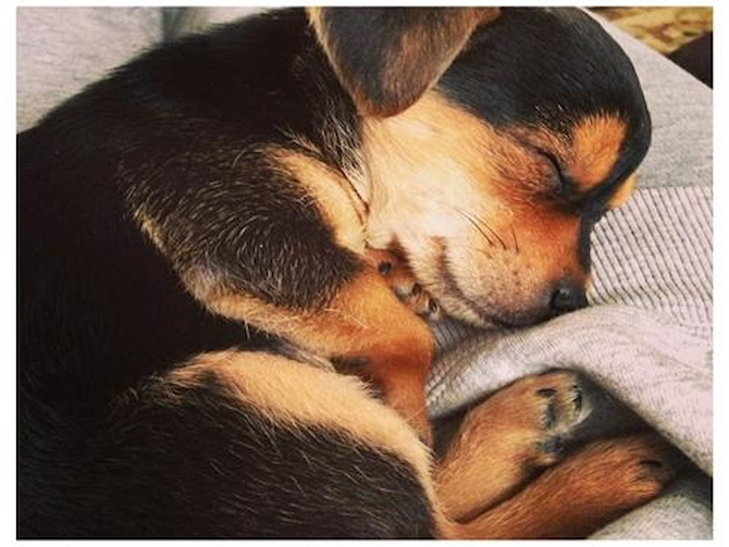 Tyson - Chorkie Puppy For Sale Premier Pups Tyson - Chorkie Puppy For Sale Premier Pups