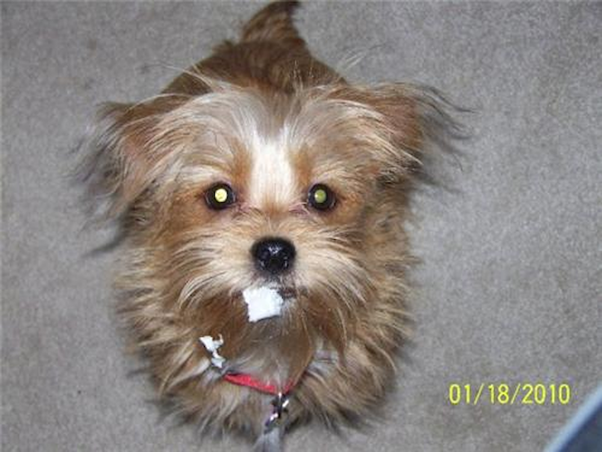 Kali - Yorkie Poo Puppy For Sale Premier Pups Kali - Yorkie Poo Puppy For Sale Premier Pups