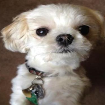 Millie, a Shih Tzu puppy from E Millie, a Shih Tzu puppy from E