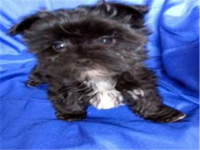 Joshy - Morkie Puppy For Sale Premier Pups Joshy - Morkie Puppy For Sale Premier Pups
