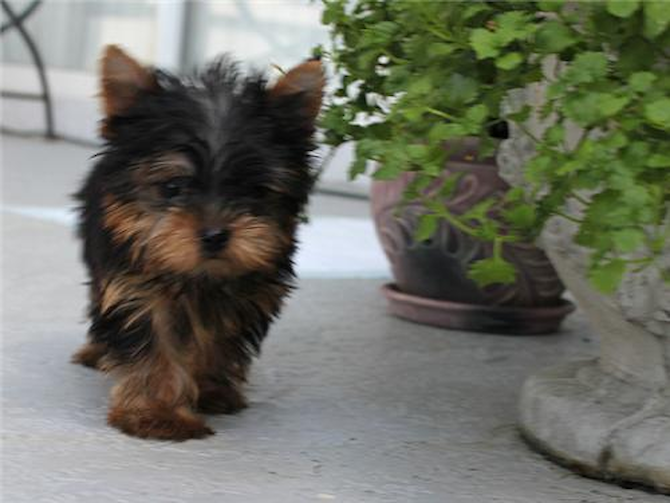 Maximus - Yorkshire Terrier Puppy For Sale Premier Pups Maximus - Yorkshire Terrier Puppy For Sale Premier Pups