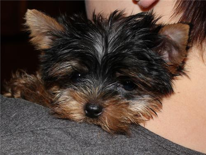 Maximus Decimus Meridius (from Gladiator) - Aberdeen Terrier Puppy For Sale Premier Pups Maximus Decimus Meridius (from Gladiator) - Aberdeen Terrier Puppy For Sale Premier Pups