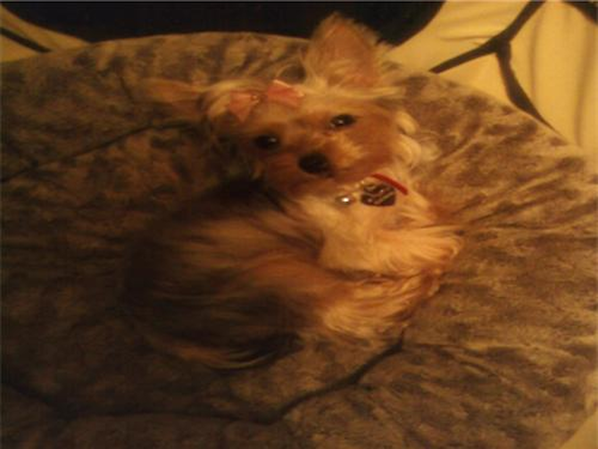 Buttercup (formerly known as Alexandria) - Yorkshire Terrier Puppy For Sale Premier Pups Buttercup (formerly known as Alexandria) - Yorkshire Terrier Puppy For Sale Premier Pups
