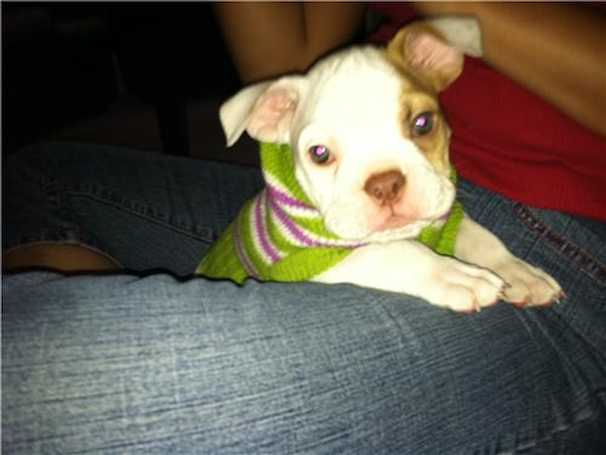 Roscoe Guahan (Guam) - English Bulldog Puppy For Sale Premier Pups Roscoe Guahan (Guam) - English Bulldog Puppy For Sale Premier Pups