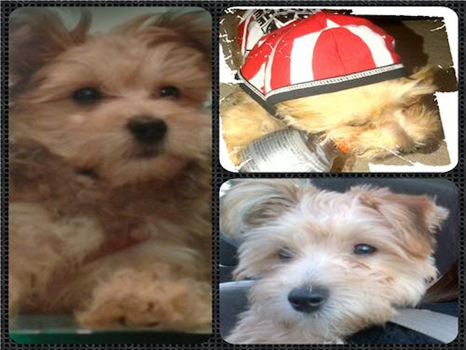 Nacho - Morkie Puppy For Sale Premier Pups Nacho - Morkie Puppy For Sale Premier Pups