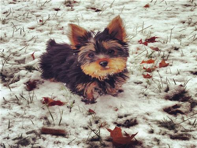 Leo - Yorkshire Terrier Puppy For Sale Premier Pups Leo - Yorkshire Terrier Puppy For Sale Premier Pups