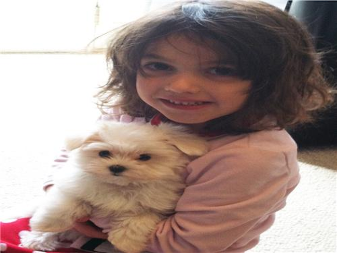 Coby - Maltese Puppy For Sale Premier Pups Coby - Maltese Puppy For Sale Premier Pups