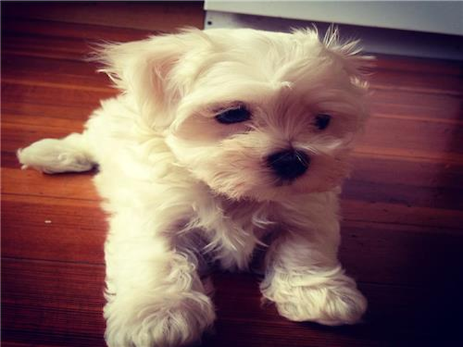 Brady - Maltese Puppy For Sale Premier Pups Brady - Maltese Puppy For Sale Premier Pups
