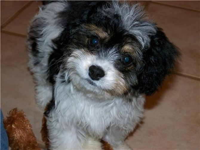 Reggie - Cavachon Puppy For Sale Premier Pups Reggie - Cavachon Puppy For Sale Premier Pups