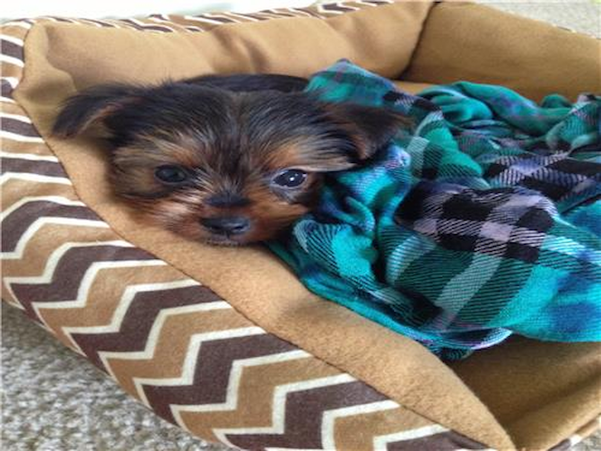 Keif - Yorkshire Terrier Puppy For Sale Premier Pups Keif - Yorkshire Terrier Puppy For Sale Premier Pups