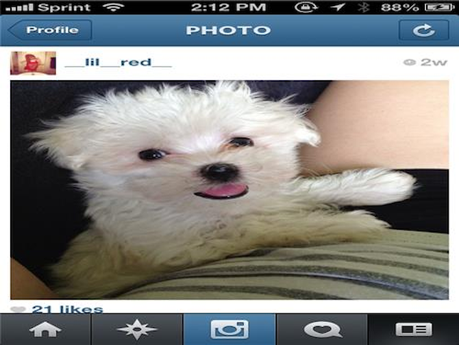 Kilo - Maltese Puppy For Sale Premier Pups Kilo - Maltese Puppy For Sale Premier Pups