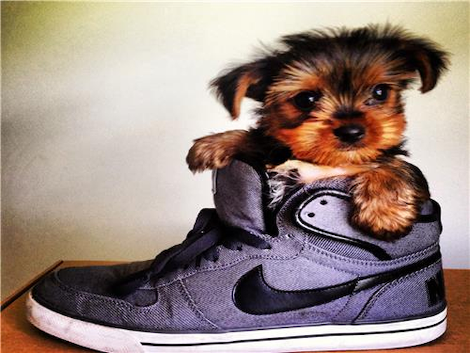 Keif - Yorkshire Terrier Puppy For Sale Premier Pups Keif - Yorkshire Terrier Puppy For Sale Premier Pups