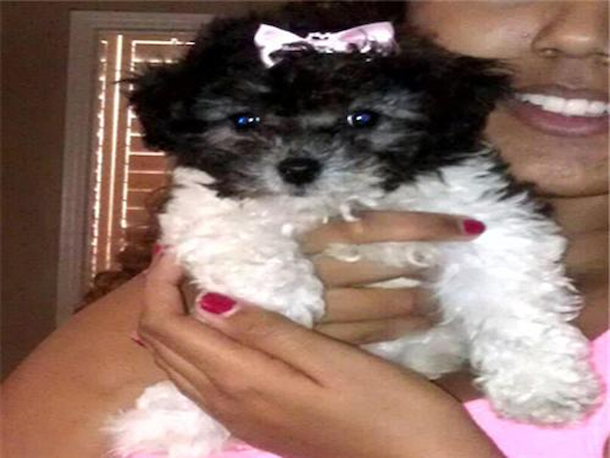 Pearl - Aberdeen Terrier Puppy For Sale Premier Pups Pearl - Aberdeen Terrier Puppy For Sale Premier Pups