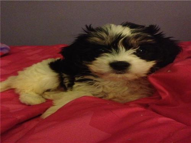 Cookie - Cavachon Puppy For Sale Premier Pups Cookie - Cavachon Puppy For Sale Premier Pups