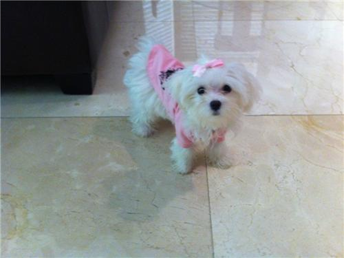 Madison - Maltese Puppy For Sale Premier Pups Madison - Maltese Puppy For Sale Premier Pups