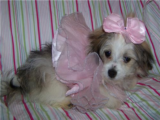 Molly - Maltipom Puppy For Sale Premier Pups Molly - Maltipom Puppy For Sale Premier Pups