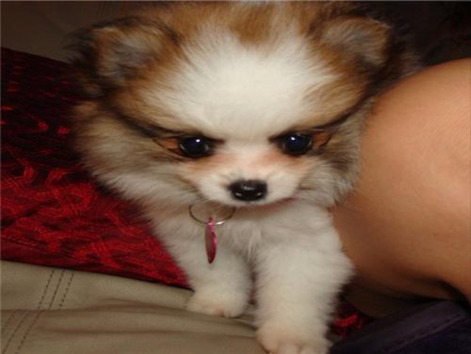 Luna - Pomeranian Puppy For Sale Premier Pups Luna - Pomeranian Puppy For Sale Premier Pups