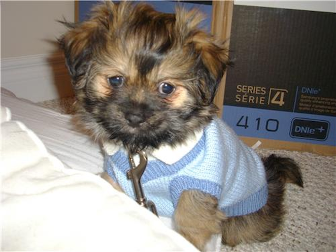 Pinchy aka Theodore - Havanese Puppy For Sale Premier Pups Pinchy aka Theodore - Havanese Puppy For Sale Premier Pups