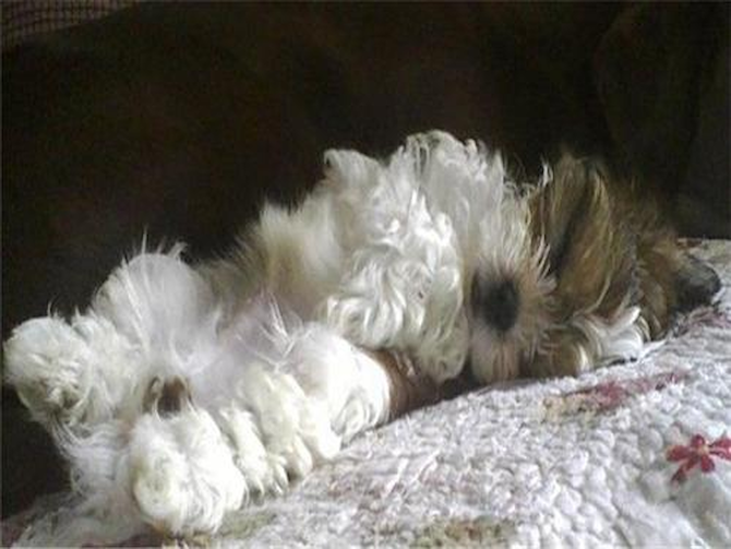 Blitz - Maltipoo Puppy For Sale Premier Pups Blitz - Maltipoo Puppy For Sale Premier Pups