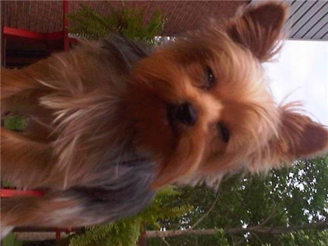(was Giselle) now Tink - Yorkshire Terrier Puppy For Sale Premier Pups (was Giselle) now Tink - Yorkshire Terrier Puppy For Sale Premier Pups