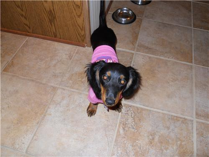 Trixie (formerly Lucy) - Dachshund Puppy For Sale Premier Pups Trixie (formerly Lucy) - Dachshund Puppy For Sale Premier Pups