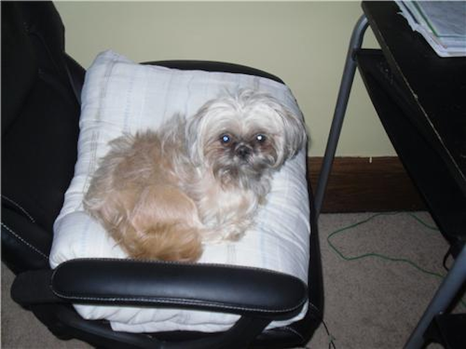 Dexter - Shih Tzu Puppy For Sale Premier Pups Dexter - Shih Tzu Puppy For Sale Premier Pups