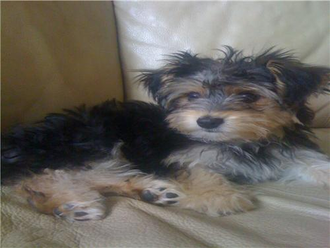 Fluffy - Morkie Puppy For Sale Premier Pups Fluffy - Morkie Puppy For Sale Premier Pups