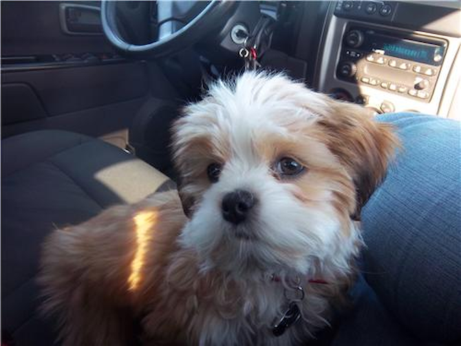 BEAST FORMERLY KNOWN AS CARMEL - Shih Tzu Puppy For Sale Premier Pups BEAST FORMERLY KNOWN AS CARMEL - Shih Tzu Puppy For Sale Premier Pups