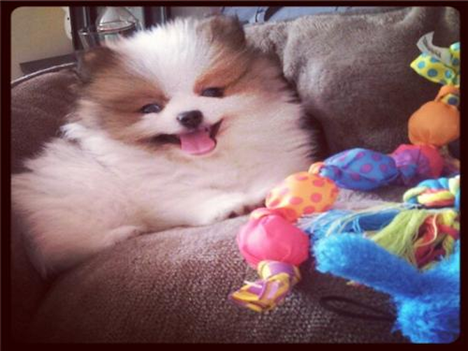 Harley (was Larry) - Pomeranian Puppy For Sale Premier Pups Harley (was Larry) - Pomeranian Puppy For Sale Premier Pups