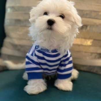 Savannah Maltese Pup