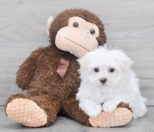 Small Maltese Pup