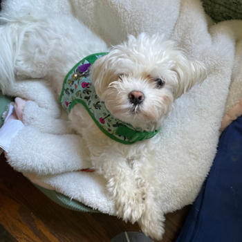Maddy, a Maltese puppy from Pittsburgh PA