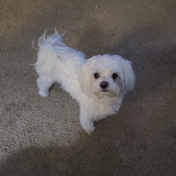 Cute Maltese Pup in Milton Pa