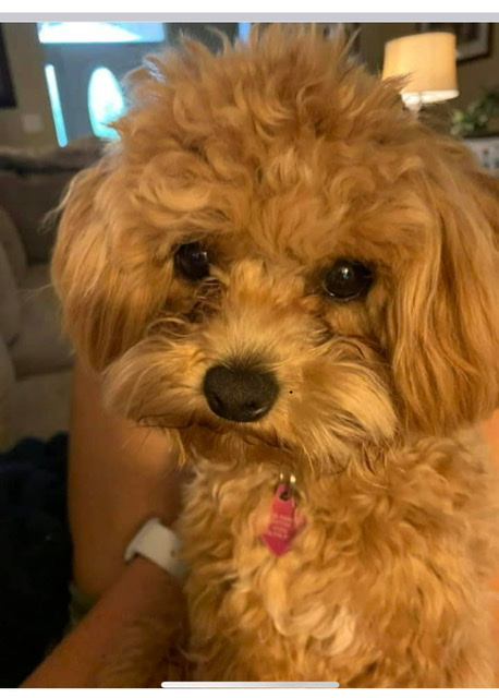 Petite Maltipoo Poodle Mix Pup