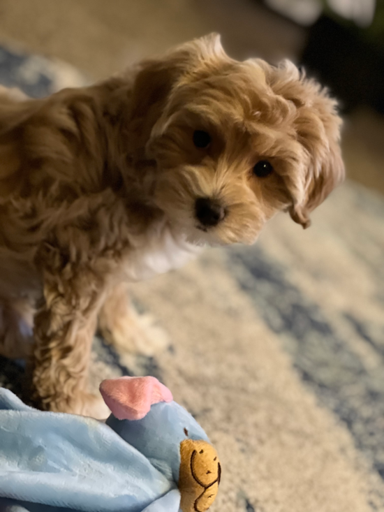 Fluffy Maltipoo Poodle Mix Pup