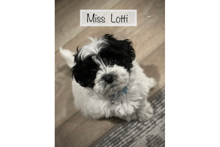 Popular Maltipoo Poodle Mix Pup