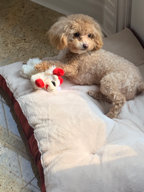 Maltipoo Being Cute